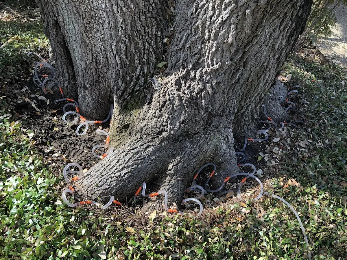 Detailed Tree Cabling and Bracing job site in Claysburg