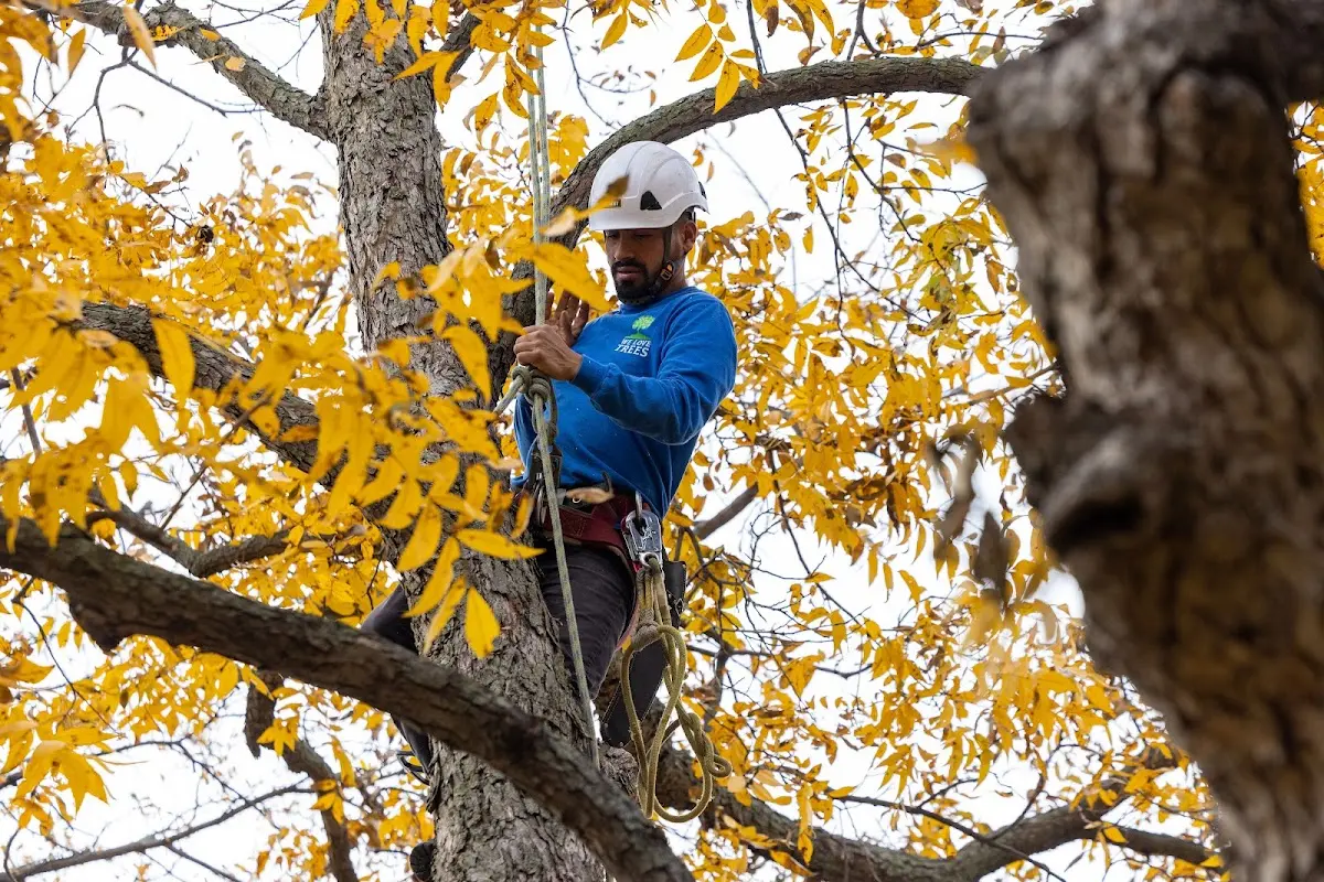Skilled Tree Pruning crew working in Claysburg