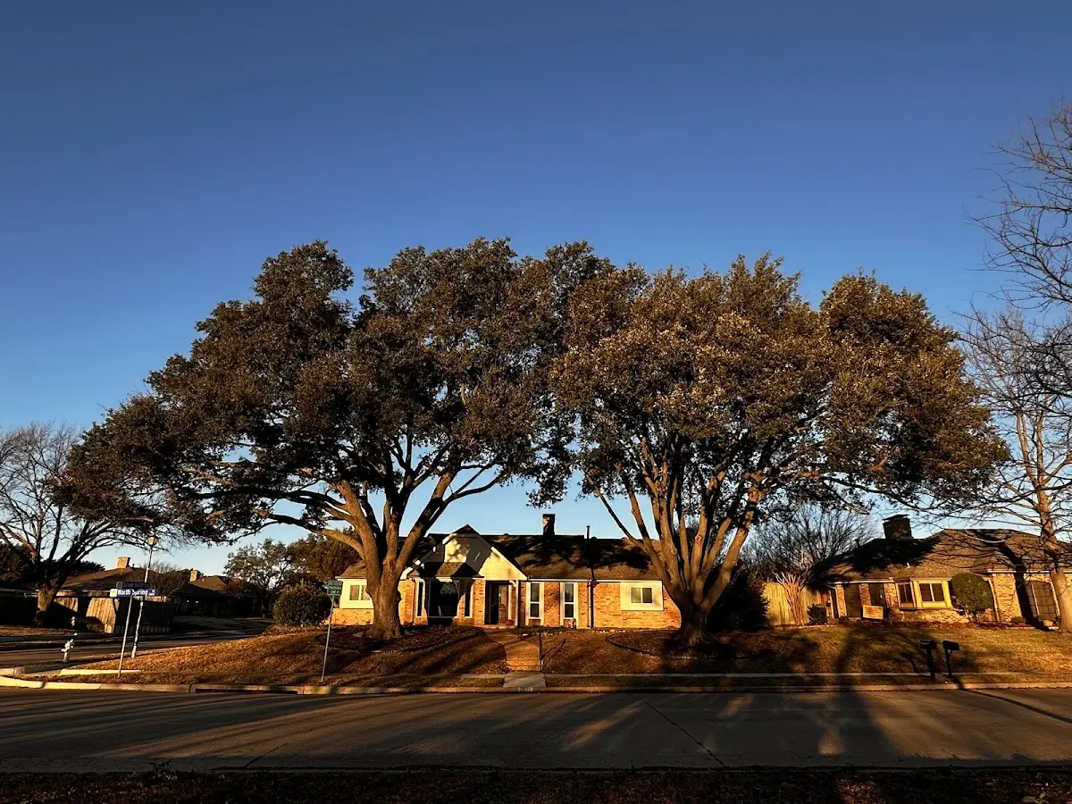 Established residential canopy tree shading a home in Claysburg